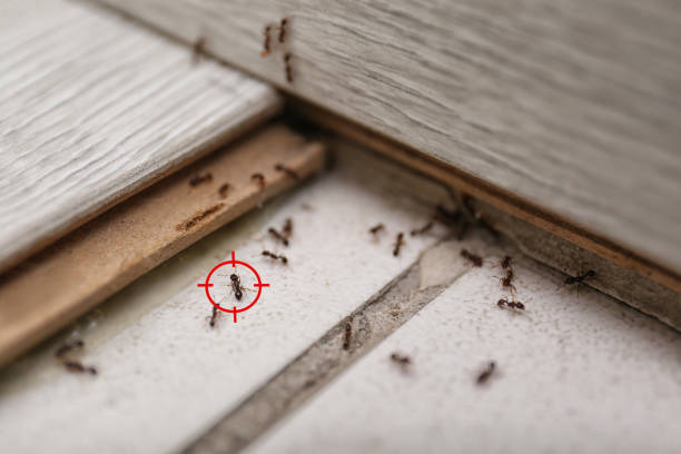 Best Residential Pest Control  in Richmond, TX