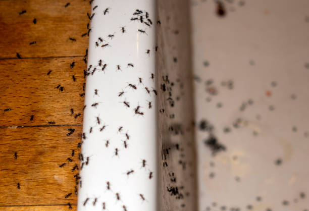 Best Pest Removal Services  in Richmond, TX